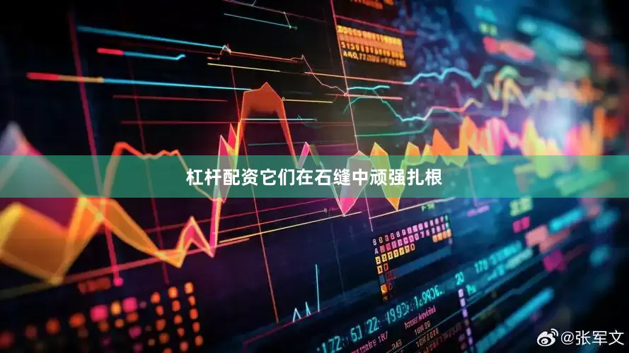杠杆配资它们在石缝中顽强扎根